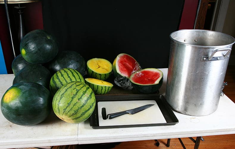 Several watermelons being cut open on a table.
