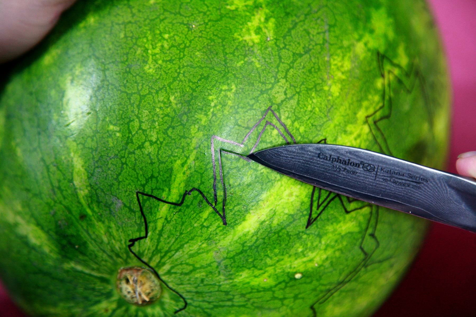 The tip of a paring knife is being used to trace the design drawn on the watermelon.
