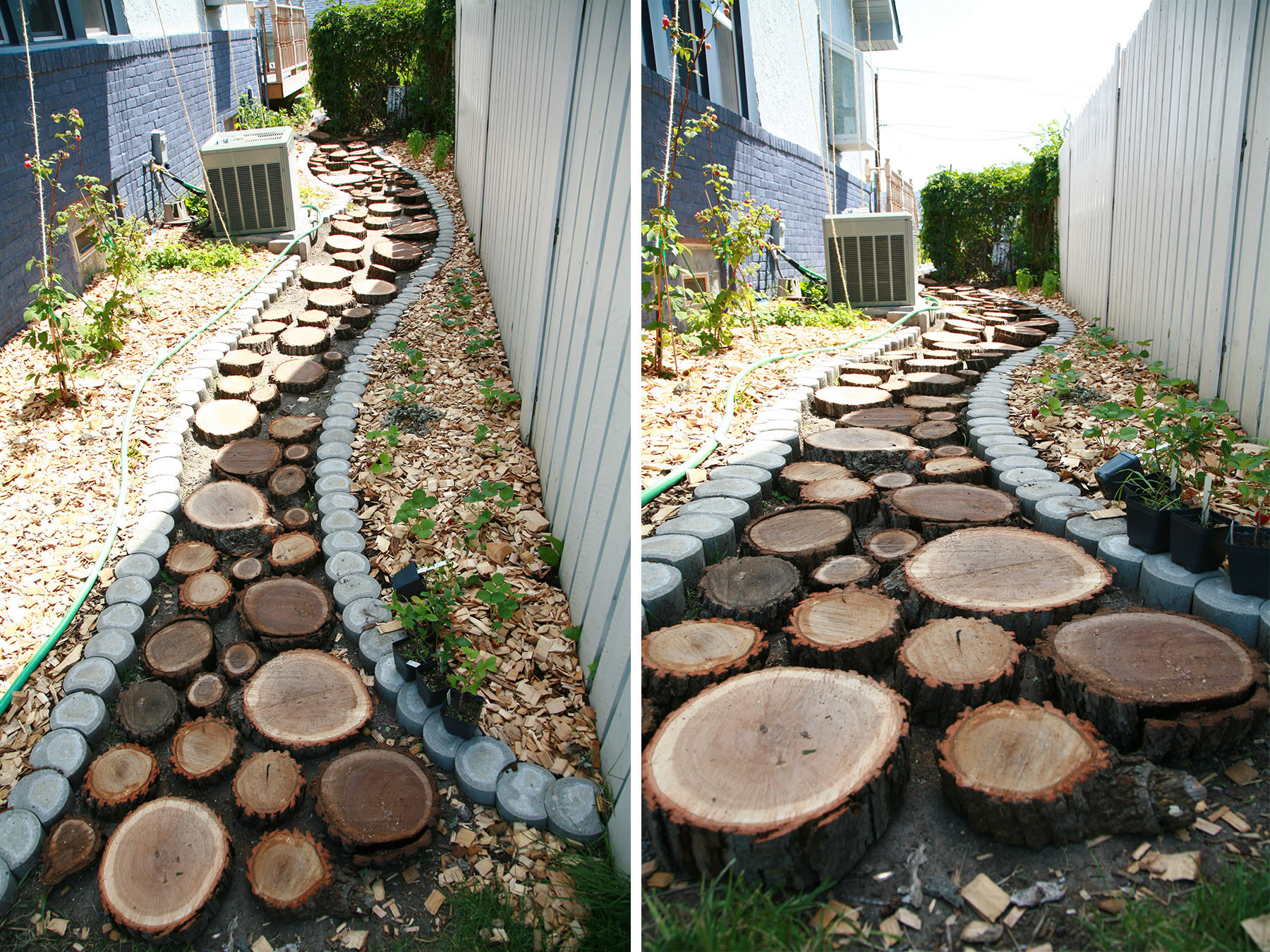 Slices of black walnut are placed along the dirt path.