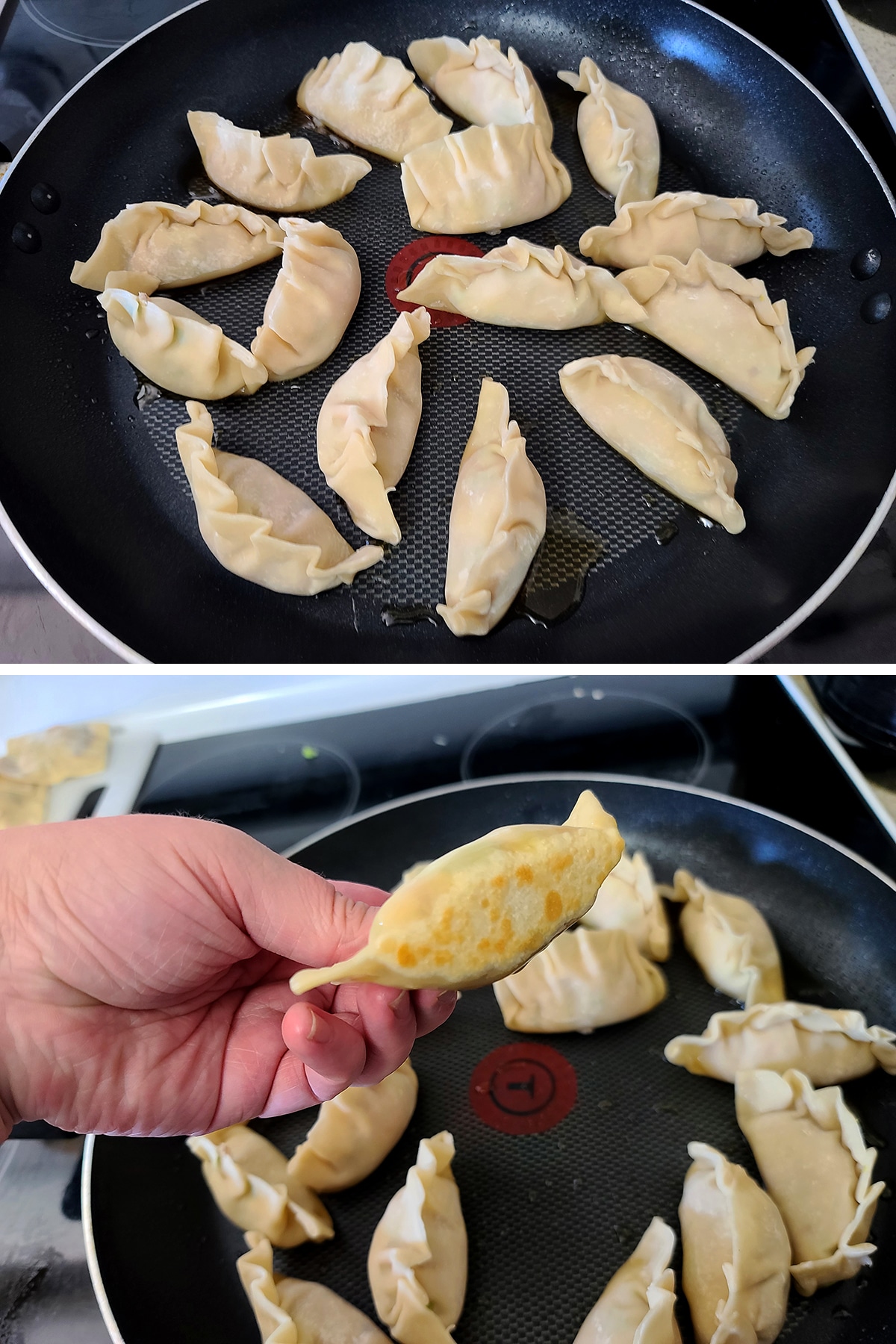 A two part image showing dumplings arranged in a large nonstick pan, and a hand showing the browned bottom of one dumpling.
