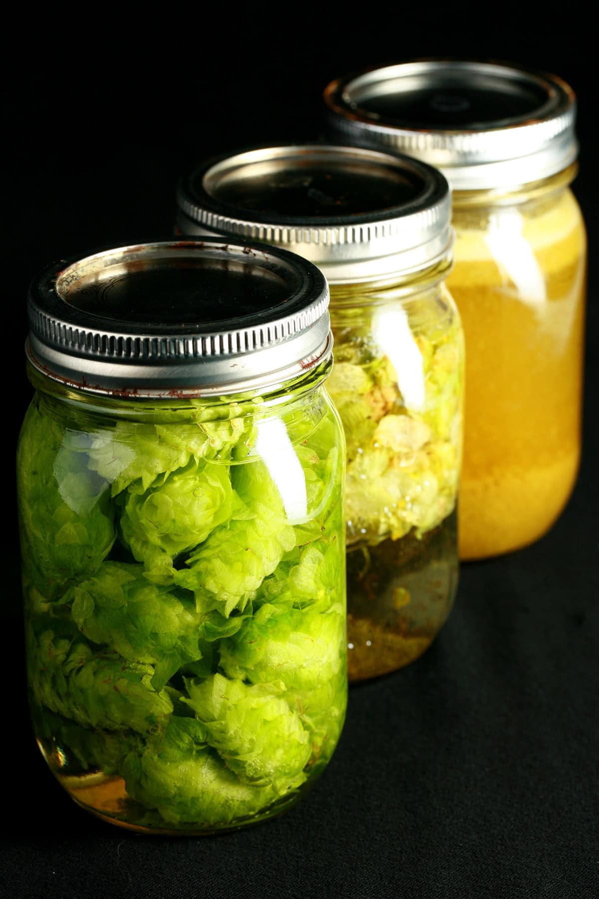 3 mason jars holding extracts being made from the 3 different forms of hop. The first with pellets is orange and cloudy. The middle uses dried leaves, which are floating at the top of the clear, pale green liquid. The final jar holds bright green fresh hop flowers suspended in clear liquid.