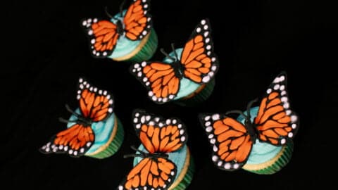 Several 3D Monarch Butterfly Cupcakes, on a black background. Vanilla cupcakes, frosted with sky blue icing, and topped with Monarch butterfly wings made from royal icing.