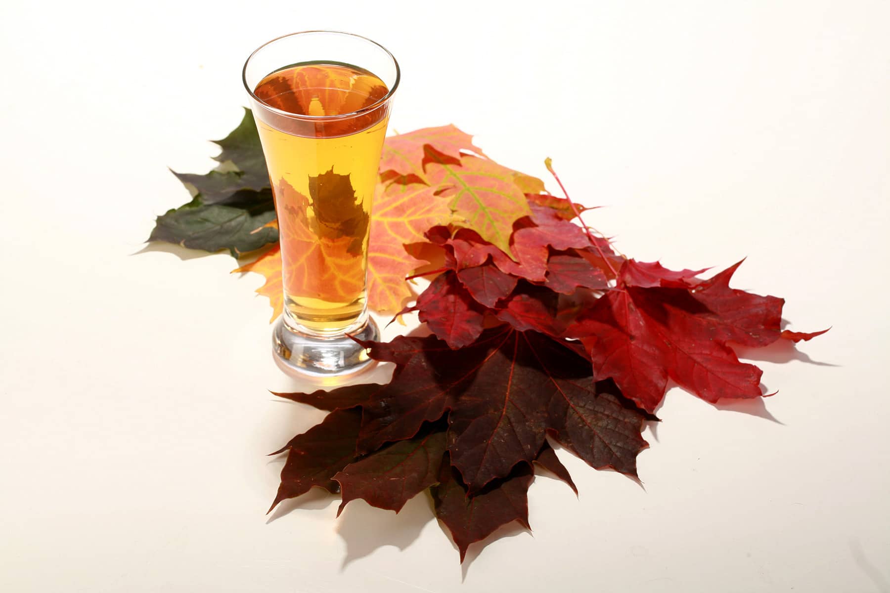 A tall glass of maple hard apple cider, surrounded by brightly coloured fall maple leaves.
