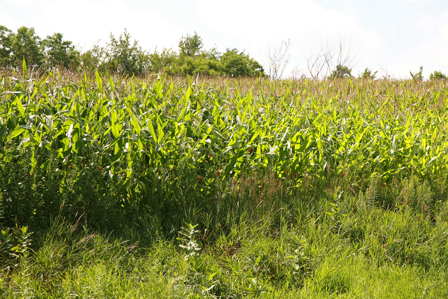 A field pf corn.