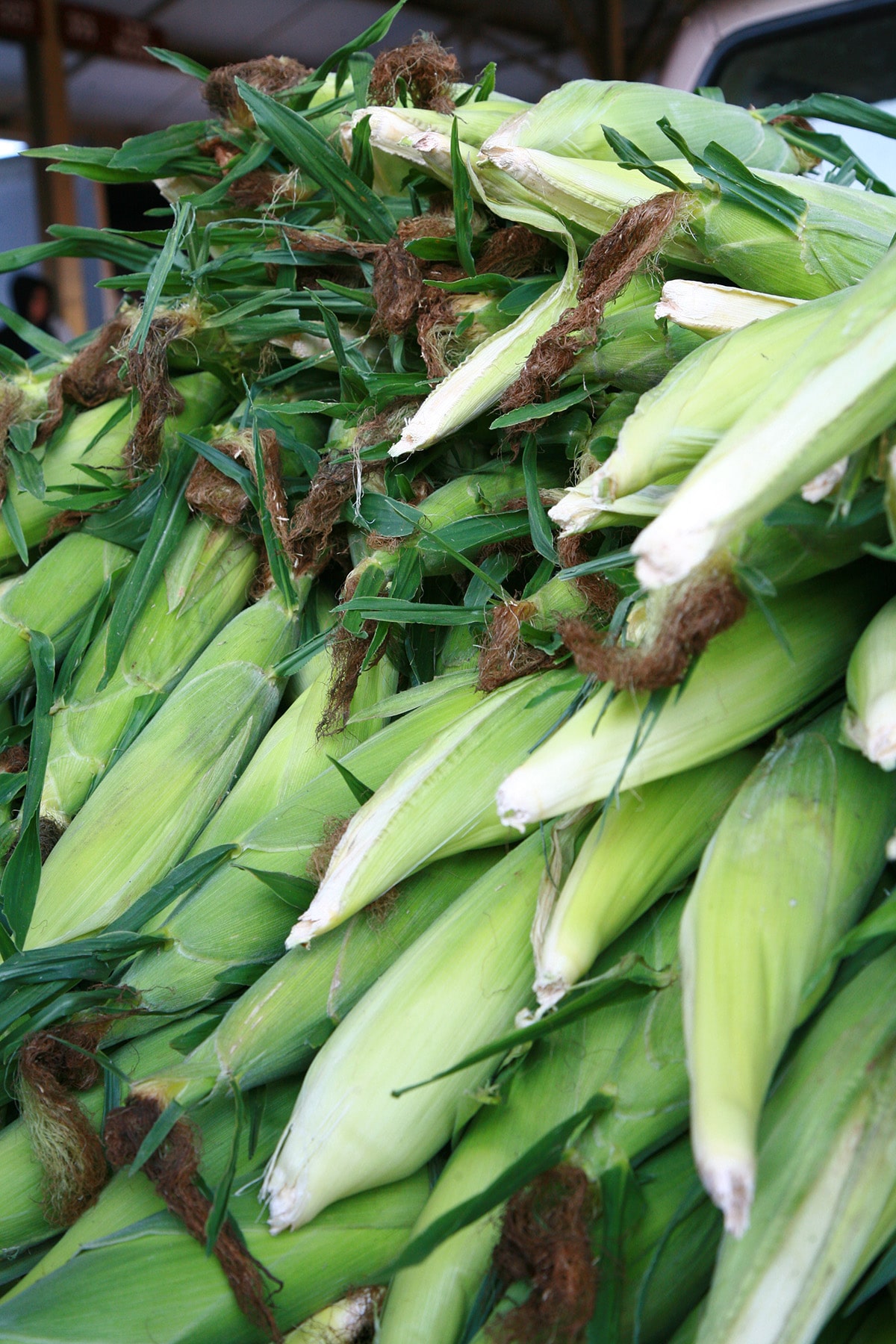 A large pile of fresh corn on the cob, on a farmers market table.
