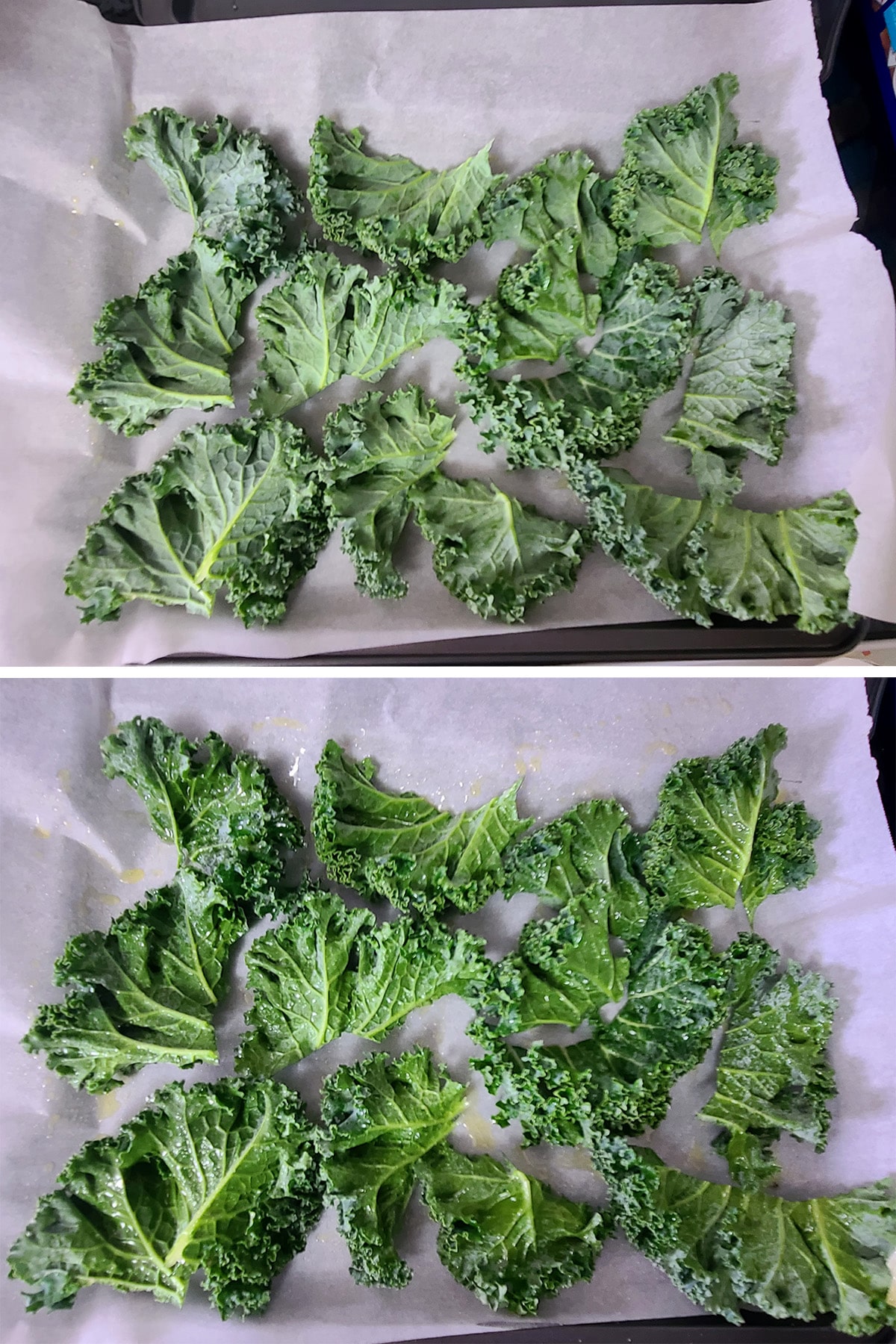 Kale leaves spread on a parchment lined baking sheet, sprayed with oil.