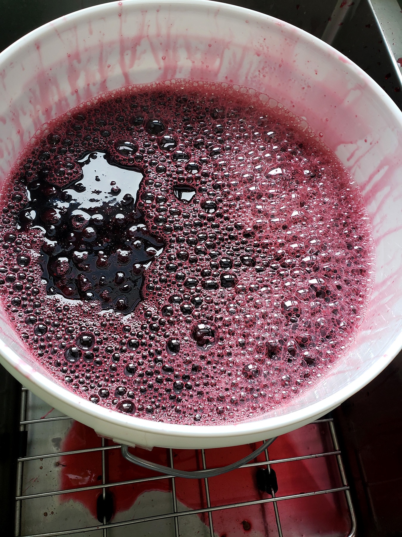 A 2 gallon white fermening bucket with blackcurrants.