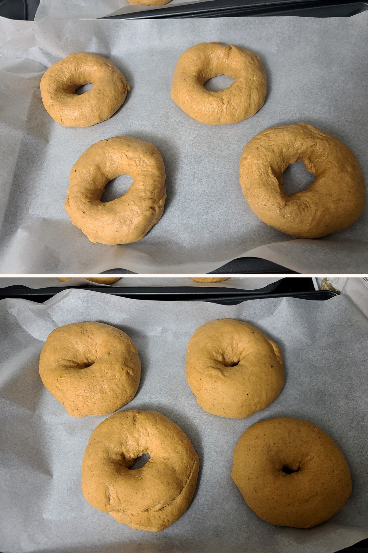 4 bagels on a parchment lined baking sheet, before and after rising one last time.